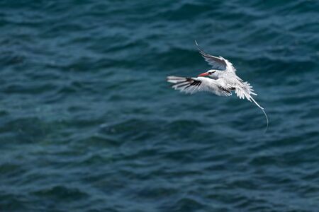 Red-billed Tropicbird (Phaethon aethereus) in flight over the Pacific ocean near South Plaza Island, Galapagos Islands, Ecuador.の写真素材