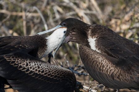 A female great Frigatebird feeds her chick on North Seymour Island, Galapagos Island, Ecuador, South America.の写真素材