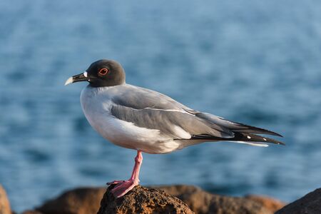 Swallow Tailed Gull on North Seymour, Galapagos Islands, Ecuador, South America.