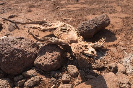 Dead and rotting Land Iguana (Conolophus Subcristatus), South Plaza Island, Galapagos Islands,...