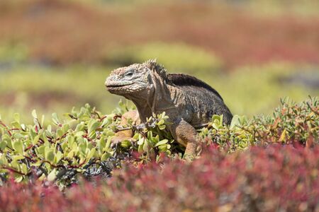 A Galapagos Land Iguana (Conolophus Subcristatus) on South Plaza, Galapagos Islands, Ecuador, South America.の写真素材