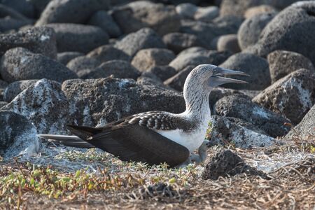 Blue footed booby on nest with egg, North Seymour, Galapagos Islands, Ecuador, South America.の写真素材