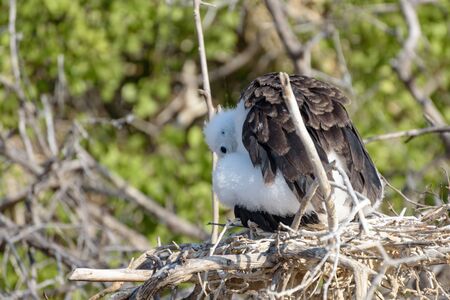 Magnificent Frigatebird chick in nest (Fregata magnificens), North Seymour, Galapagos Island,...