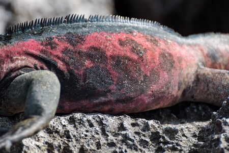 Galapagos Marine Iguana (Amblyrhynchus cristatus) at Suarez Point, La Espanola Island, Galapagos...