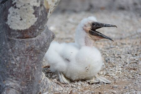 A juvenile Nazca Booby chick (sula granti) on Genovesa Island, Galapagos Islands, Ecuador, South America.の写真素材