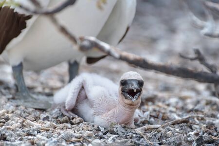 A young Nazca Booby chick on Genovesa Island, Galapagos Islands, Ecuador, South America.の写真素材