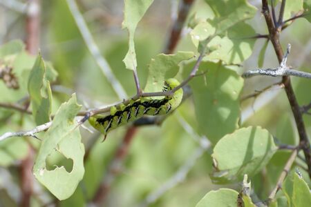 A Privet Hawk Moth caterpillar (Sphinx ligustri) feeding on a tree, Espanola Island, Galapagos Islands, Ecuador, South America.の写真素材