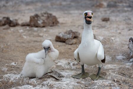 Nazca Booby (sula granti) with a chick on Genovesa Island, Galapagos Islands, Ecuador, South America.の写真素材