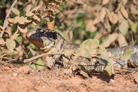 Paraguay caiman lizard (Dracaena paraguayensis) at the Transpantaneira, Pantanal, the world largest wetland, Mato Grosso, Brazil, South Americaの写真素材