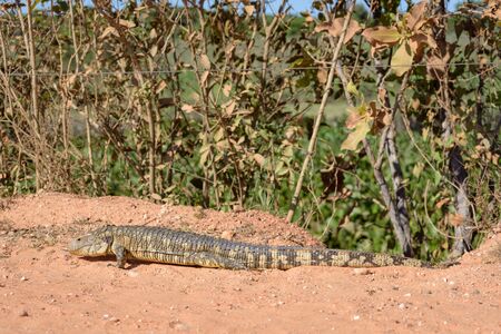 Paraguay caiman lizard (Dracaena paraguayensis) at the Transpantaneira, Pantanal, the world largest wetland, Mato Grosso, Brazil, South Americaの写真素材
