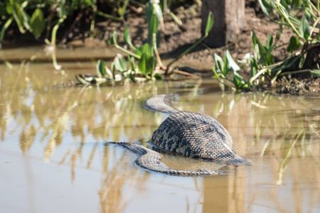 Yellow Anaconda (Eunectes notaeus) with huge belly at Transpantaneira Road, Mato Grosso, Brazil, South America.の写真素材
