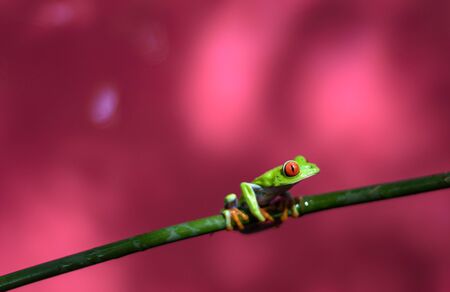 Costa Rican Red Eyed Treefrog (Agalychnis callidryas) in front of pink/red background. Frogs Heaven, Costa Rica, Central America.の写真素材
