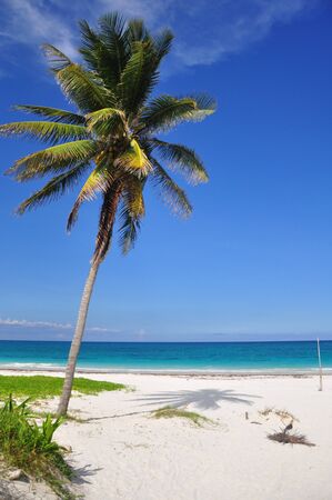 Leaning palm tree with coconuts on the caribbean beach in Tulum, Quintana Roo, Yucatan, Mexico, Central America.の写真素材