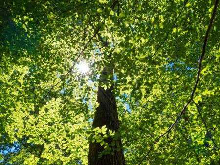 canopy in sunlight