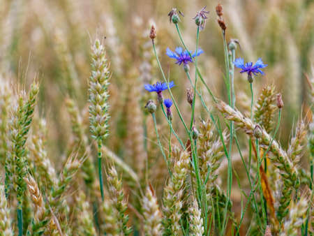 Cornflowers in the cornfieldの写真素材