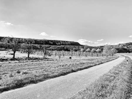 Spring landscape in black and whiteの写真素材