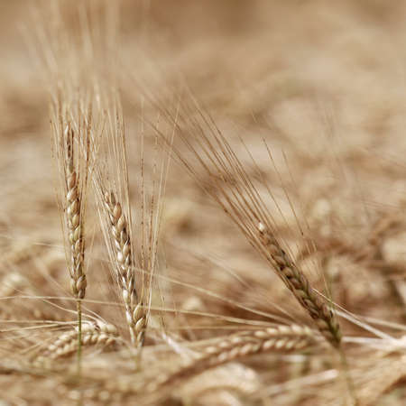 single ears of wheat
