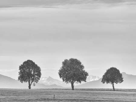Three trees in black and whiteの写真素材