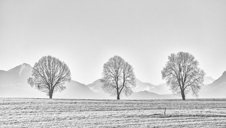 three treesの写真素材