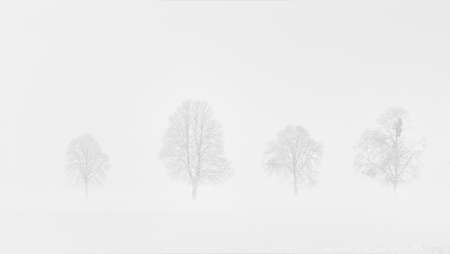 misty morning