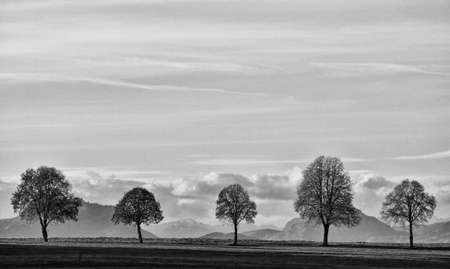 five trees under a cloudy sky in black and white