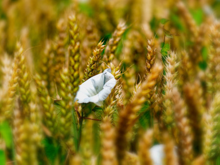Close-up of wheat growing on fieldの写真素材