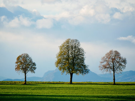 Trees on field against skyの写真素材
