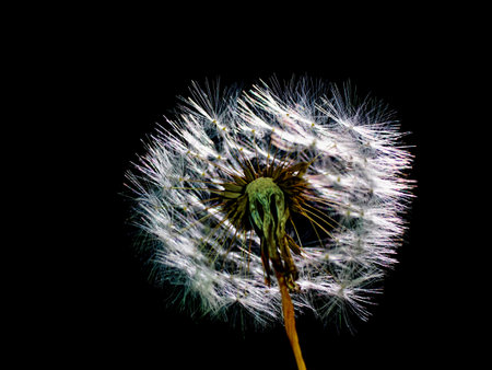 Close-up of dandelion against black background