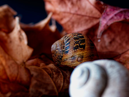 Close-up of dry leaves with snailsの写真素材