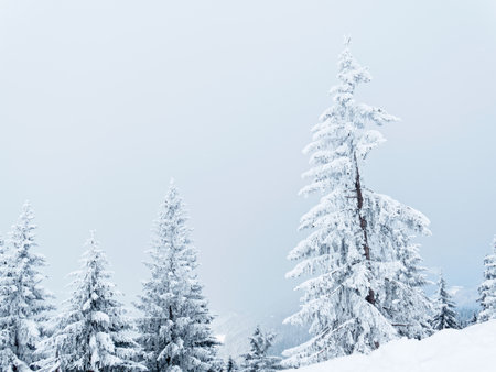 Low angle view of trees against sky during winterの写真素材
