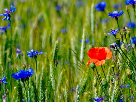 Close-up of purple flowering plants on fieldの写真素材