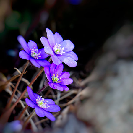 Close up of purple flowering plantの写真素材