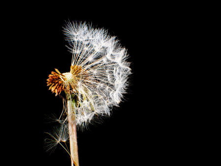 Close-up of dandelion against black background