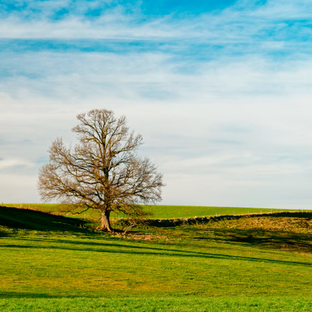 Lonely tree on green field under blue sky with white cloudsの写真素材