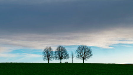 three trees in a meadow with a cloudy sky in the backgroundの写真素材