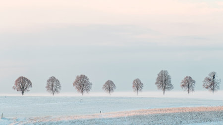 Trees in a field covered with hoarfrost at sunrise in winterの写真素材