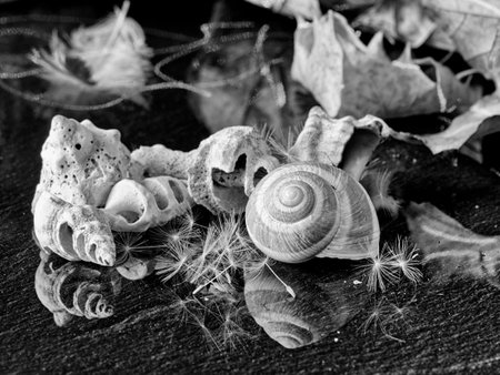Black and white image of a snail on a background of autumn leaves