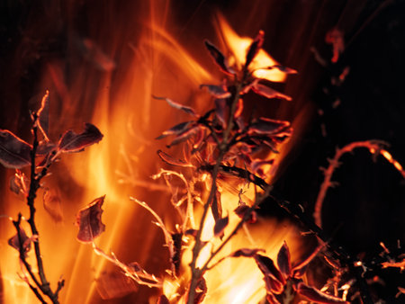 Flames of fire in the forest at night. Shallow depth of fieldの写真素材