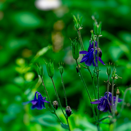 Aquilegia vulgaris, commonly known as the columbine, is a species of flowering plant in the family Columbaceae.の写真素材