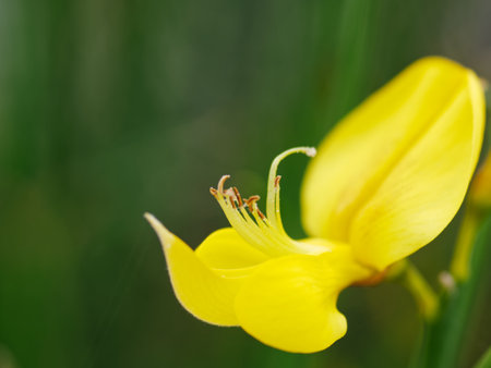 Closeup of yellow flower on green background. Shallow depth of field.の写真素材