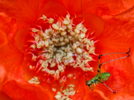 A green grasshopper sits on a red poppy flower. Macroの写真素材