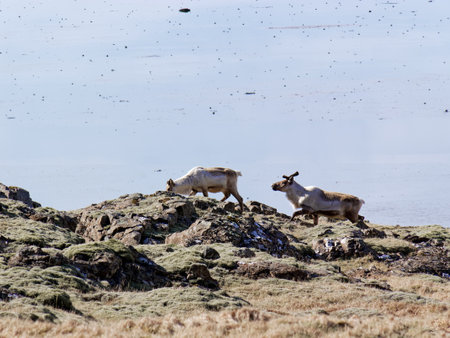 Reindeer on the lake in Iceland. Wildlife scene from nature.の写真素材