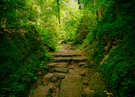 Beautiful green forest with old stone stairs and mossy trees.