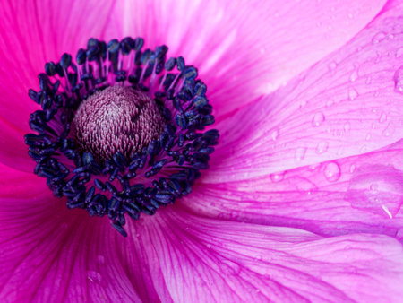 close up of anemone flower with water drops on petalsの写真素材