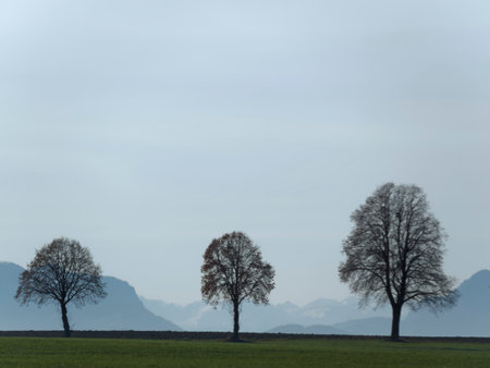 Lonely trees on a meadow with mountains in the background