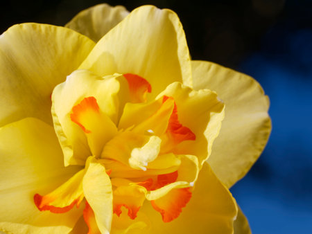 Yellow daffodil close-up on a blue background.