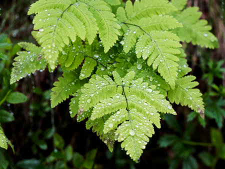 Green fern leaves with water drops in rain forest. Natural background