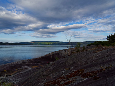 Lonely tree on the shore of a lake under a cloudy skyの写真素材