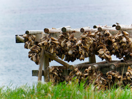 Dried fish drying on the sun in the countryside of Norway.