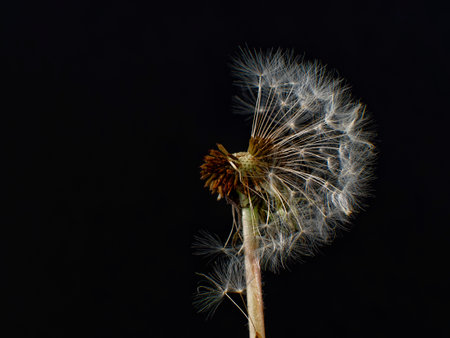 Dandelion seeds on a black background. Close up.
